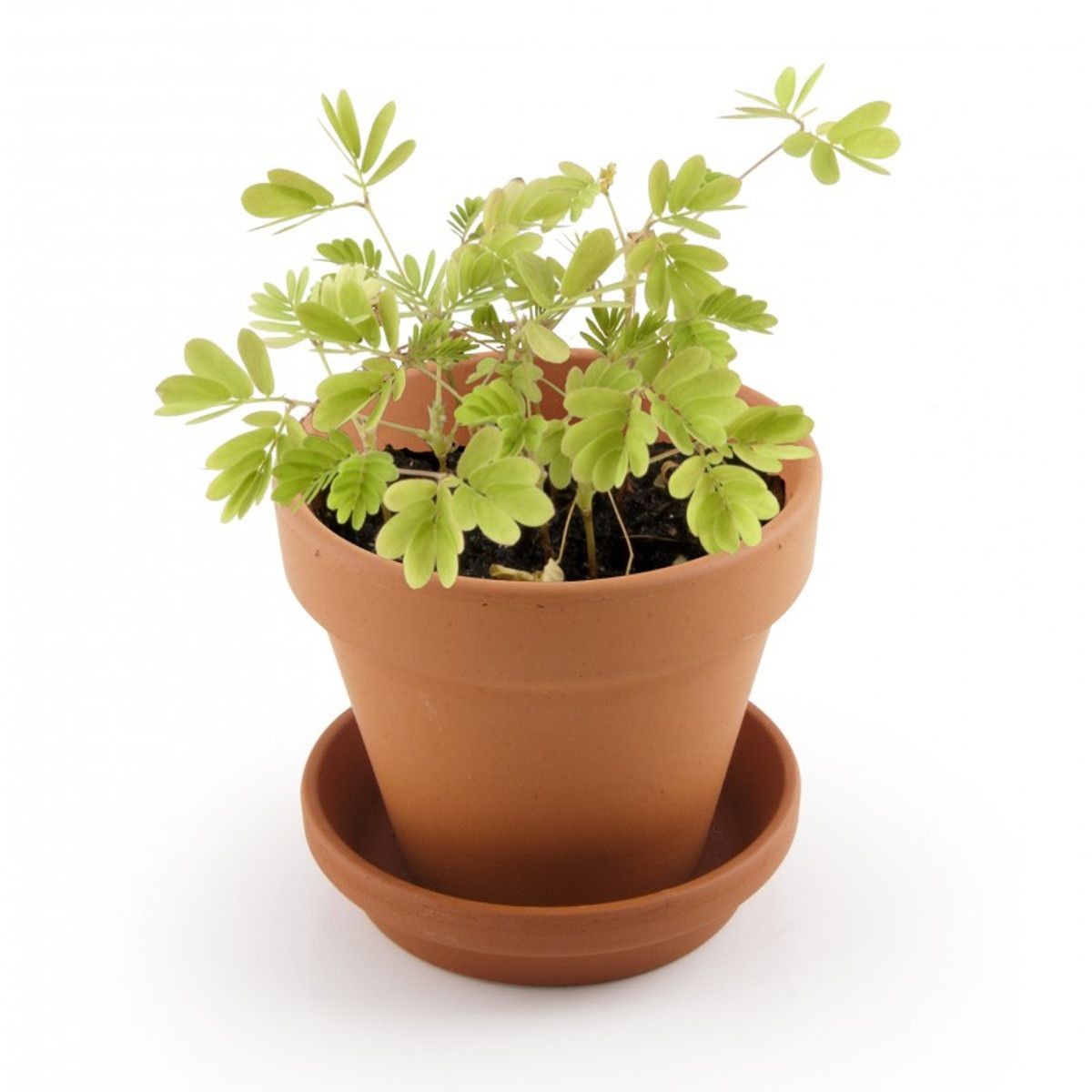 Zestaw do uprawy 3 wyjątkowych roślin, Radis et Capucine