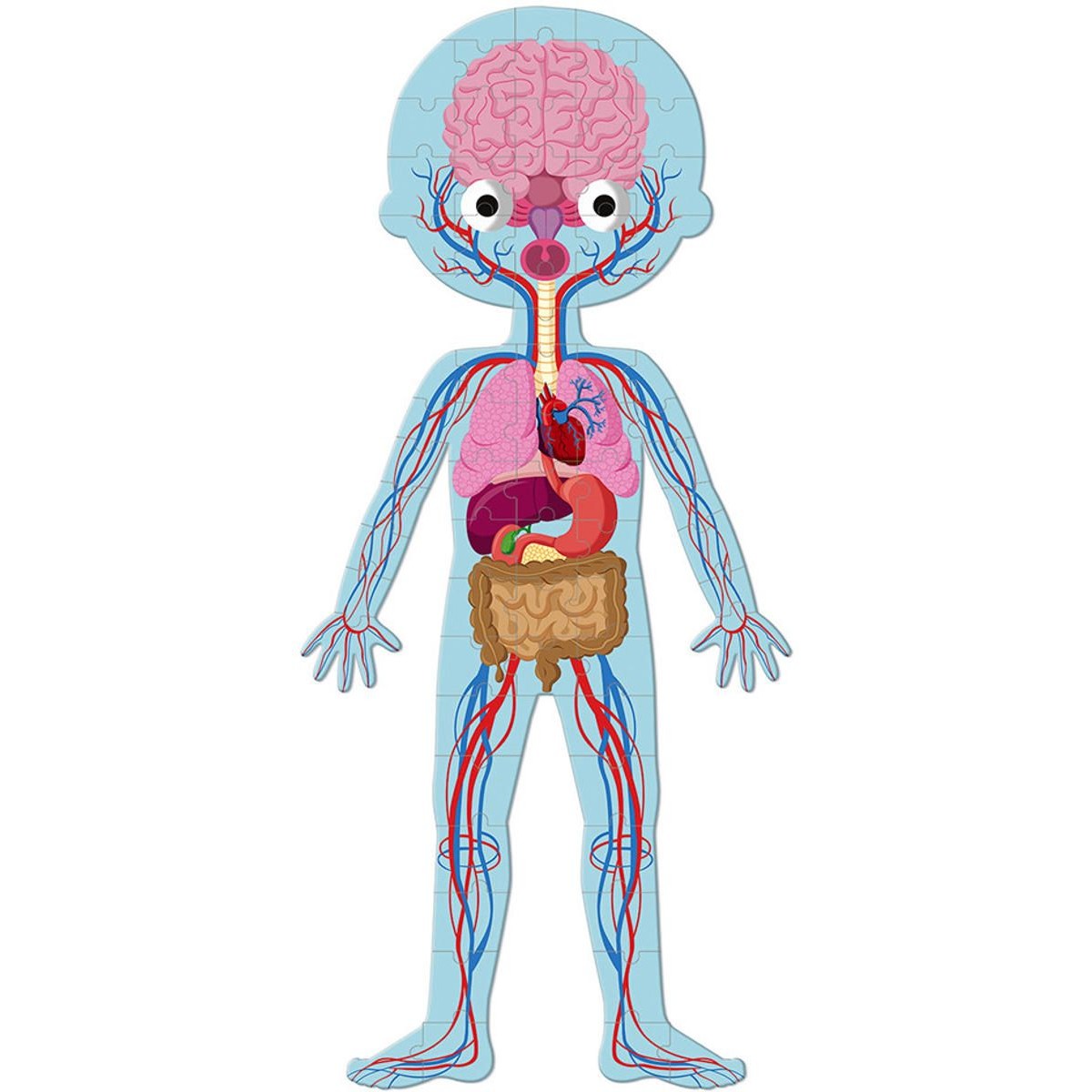Janod Ciało Człowieka puzzle edukacyjne 50-75-100 el.