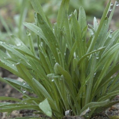 Edelweiss nasiona w doniczce, Radis et Capucine