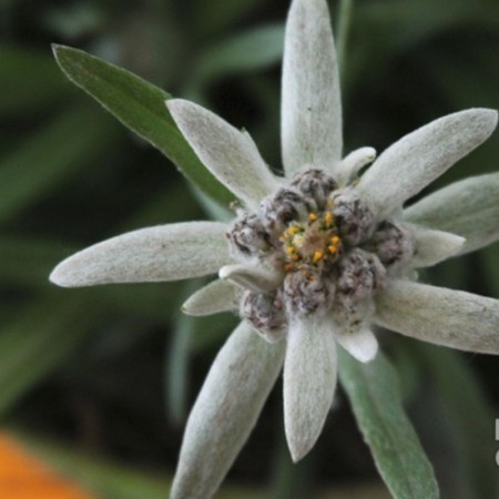 Edelweiss nasiona w doniczce, Radis et Capucine