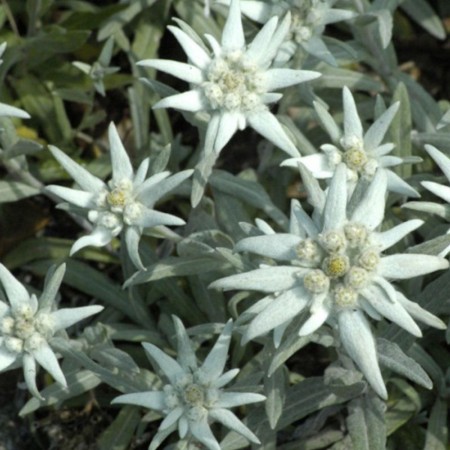 Edelweiss nasiona w doniczce, Radis et Capucine