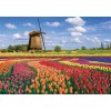 Puzzle 1000 Pola Tulipanów - Holandia, Calypto | Dadum Puzzle 1000 Pola Tulipanów - Holandia, Calypto | Dadum