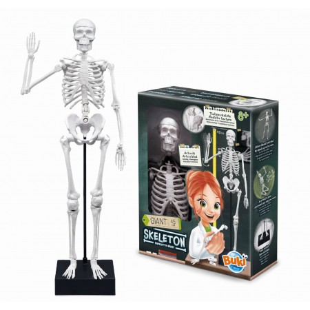 Buki Model szkieletu człowieka 45 cm dla dzieci +8