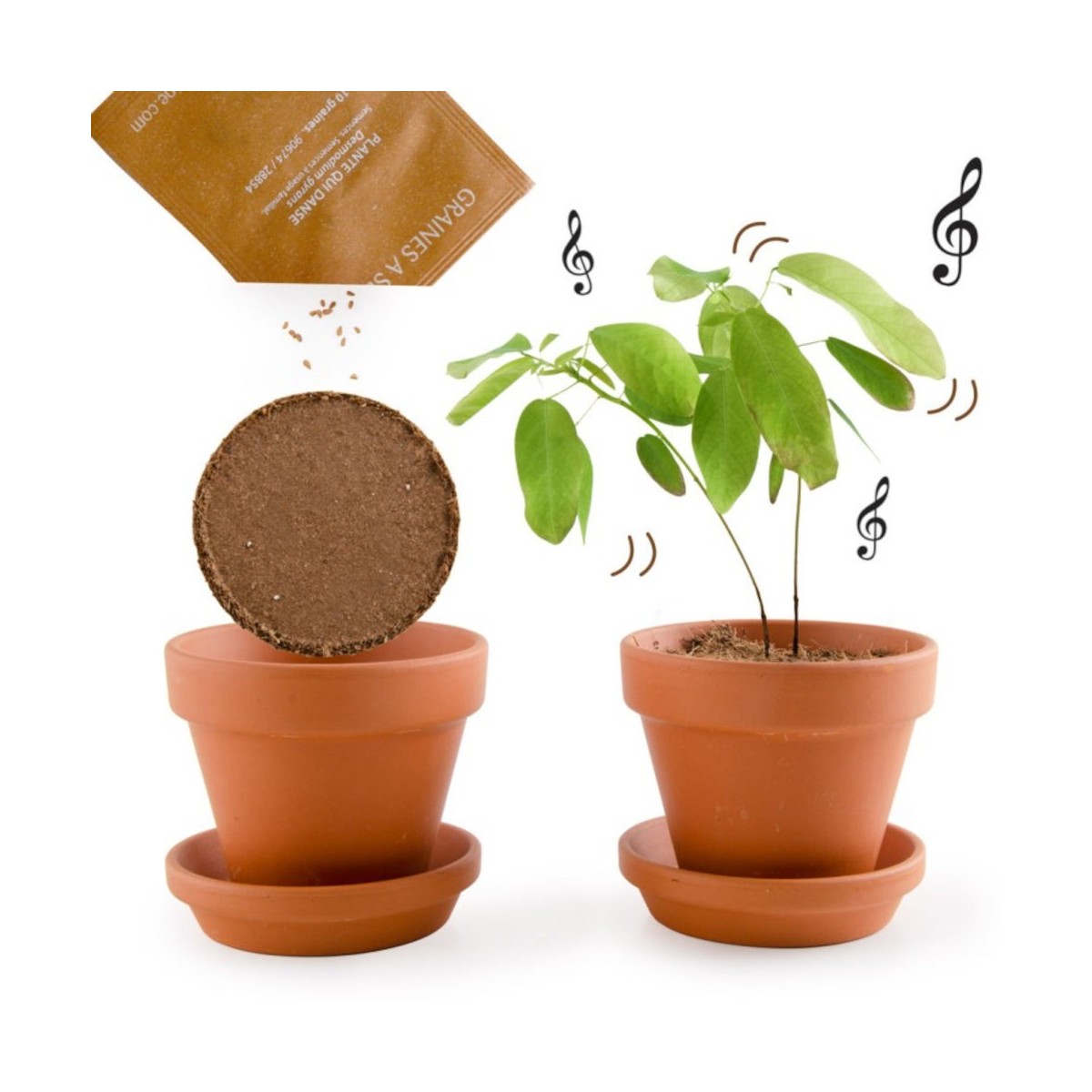 Tańcząca Roślina zestaw do uprawy dla dzieci +6 lat | Dadum