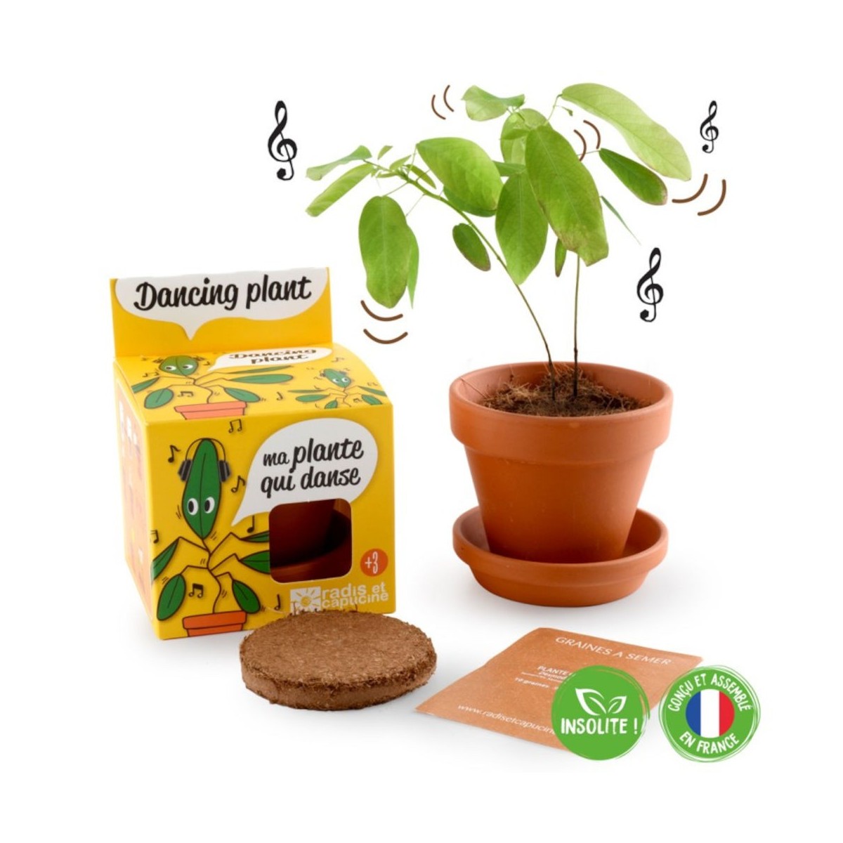 Tańcząca Roślina zestaw do uprawy dla dzieci +6 lat | Dadum