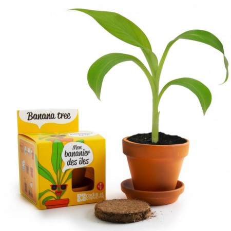Mini Bananowiec zestaw do uprawy dla dzieci od 6 lat | Dadum