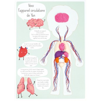 Anatomia zestaw kreatywny edukacyjny, Graine Creative