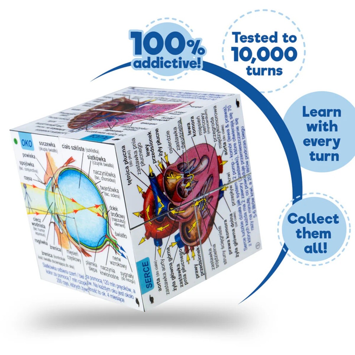 Kostka do nauki anatomii po polsku +7, ZooBooKoo