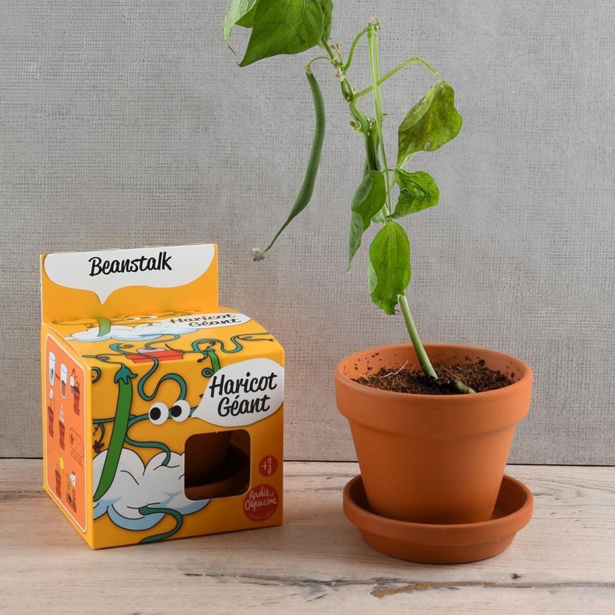 Magiczna fasola Jasia do uprawy, Radis et Capucine