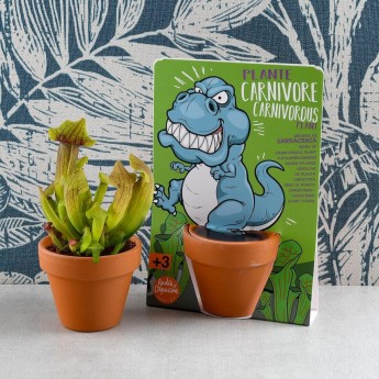 Roślina Owadożerna dla T-Rexa do uprawy, Radis et Capucine