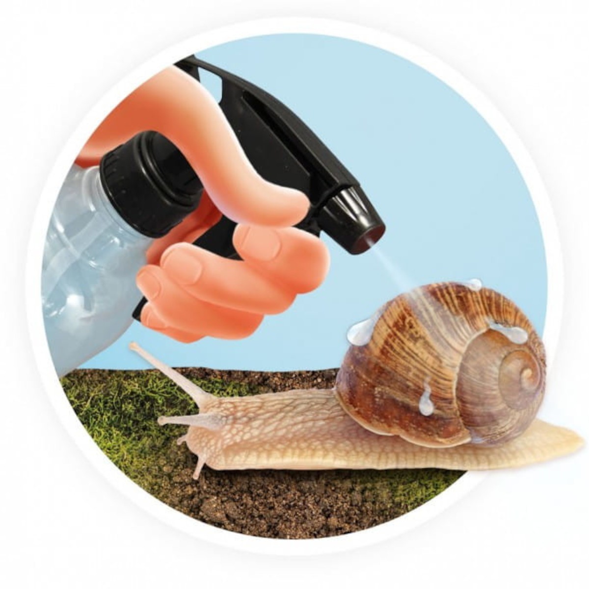 Domek dla Ślimaków, Buki