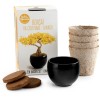 Bonsai Ginkgo zestaw do uprawy, Radis et Capucine Bonsai Ginkgo zestaw do uprawy, Radis et Capucine