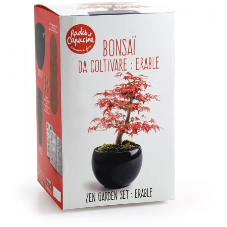 Bonsai do uprawy Klon Czerwony, Radis et Capucine | Dadum Bonsai do uprawy Klon Czerwony, Radis et Capucine | Dadum