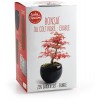 Bonsai do uprawy Klon Czerwony, Radis et Capucine | Dadum Bonsai do uprawy Klon Czerwony, Radis et Capucine | Dadum