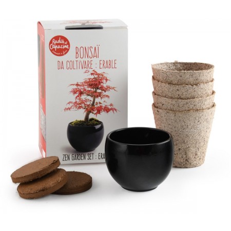 Bonsai do uprawy Klon Czerwony, Radis et Capucine | Dadum Bonsai do uprawy Klon Czerwony, Radis et Capucine | Dadum