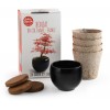 Bonsai do uprawy Klon Czerwony, Radis et Capucine | Dadum Bonsai do uprawy Klon Czerwony, Radis et Capucine | Dadum