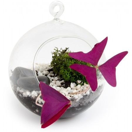 Mini terrarium szczęścia do zawieszenia z czterolistną koniczynką, Radis et Capucine Mini terrarium szczęścia do zawieszenia z czterolistną koniczynką, Radis et Capucine
