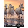 Puzzle 500 el. XL Konie w Camargue, Calypto | Dadum Kraków