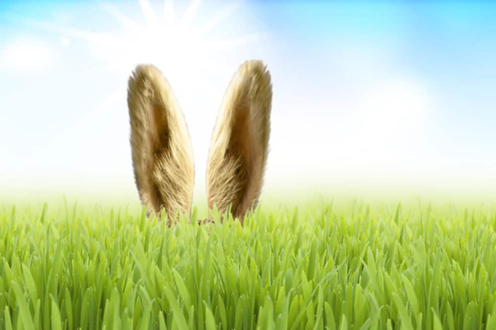 Zajączek Wielkanocny w trawie. Uszy wystają z trawy.